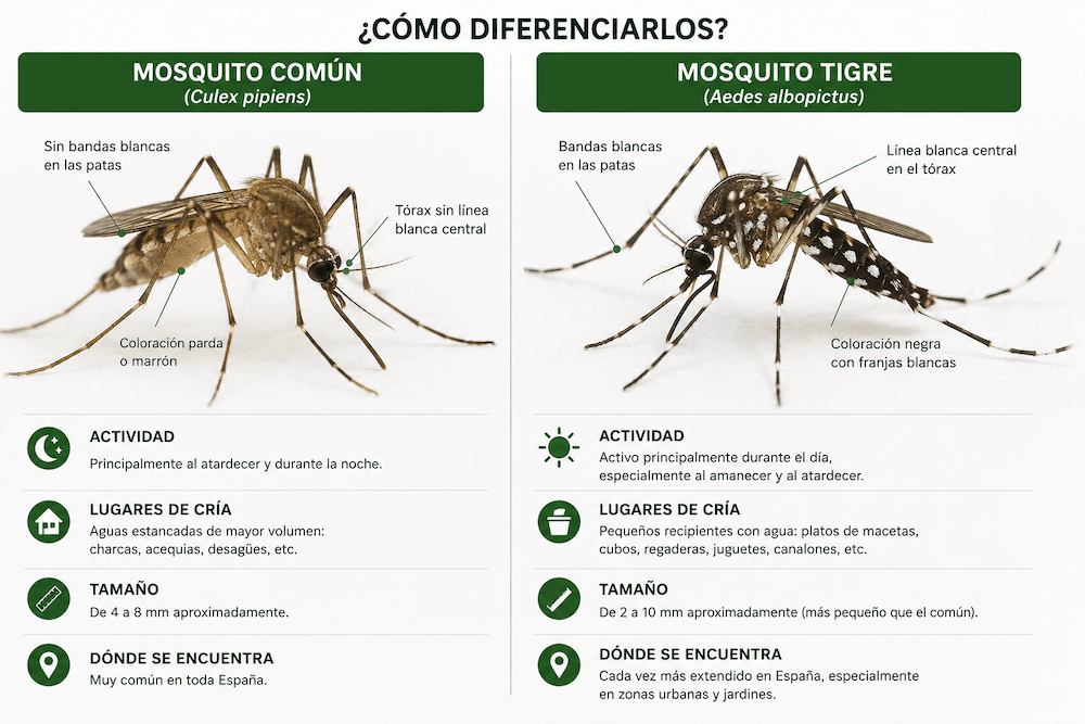 Comparativa entre el mosquito común y el mosquito tigre en España