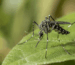 Mosquito tigre sobre vegetación en España