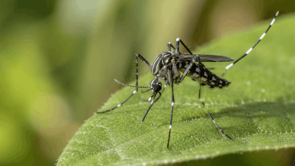 Mosquito tigre sobre vegetación en España